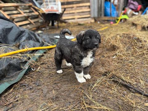 Jugoszláv farkasölö kölyök Jugoszláv farkasölö kölyök