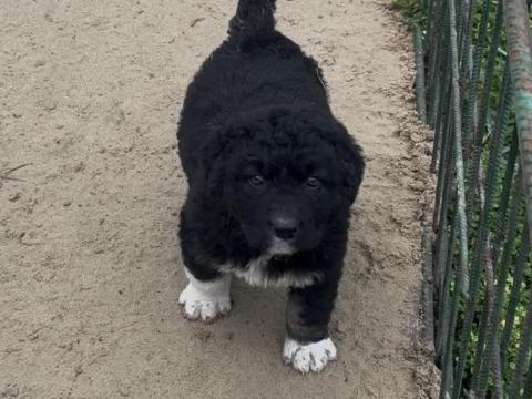 Közep ázsiai szuka Közep ázsiai szuka