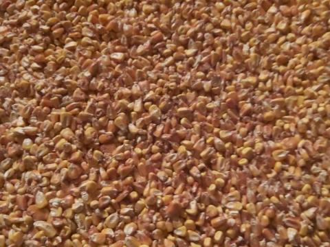 Kukorica eladó, 200 mázsa, 9000 Ft/mázsa