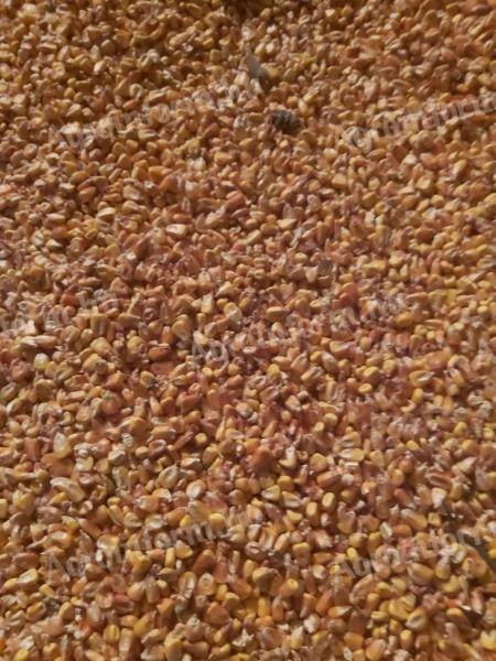 Kukorica eladó, 200 mázsa, 9000 Ft/mázsa