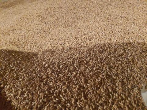 Tritikálé eladó - 100 mázsa, 8000 Ft/mázsa áron