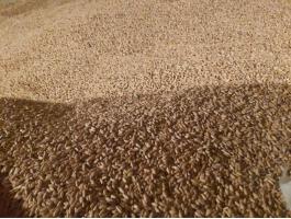 Tritikálé eladó - 100 mázsa, 8000 Ft/mázsa áron