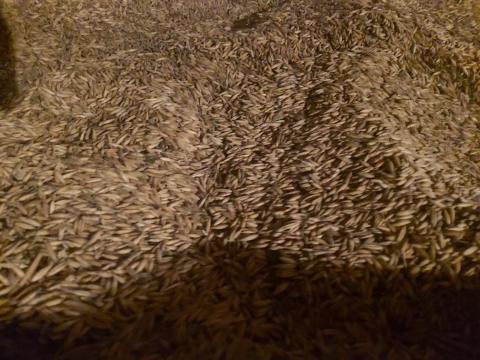 Jó minőségű zab eladó, 30 mázsa, 10 000 Ft/mázsa áron