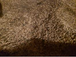 Jó minőségű zab eladó, 30 mázsa, 10 000 Ft/mázsa áron