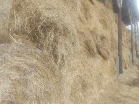 Zabszalma eladó 10 000 Ft/körbála áron Zabszalma eladó 10 000 Ft/körbála áron