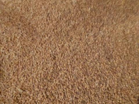 Eladó 100 mázsa búza 10 000 Ft/mázsa áron