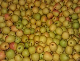 Kis méretű és másodosztályú alma eladó