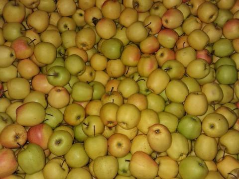 Kis méretű és másodosztályú alma eladó Kis méretű és másodosztályú alma eladó