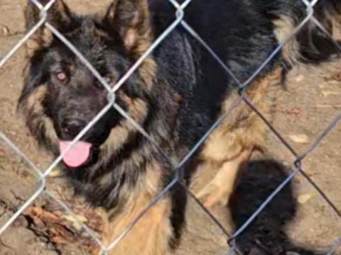 Németjuhász kutyák gazdát keresnek Németjuhász kutyák gazdát keresnek