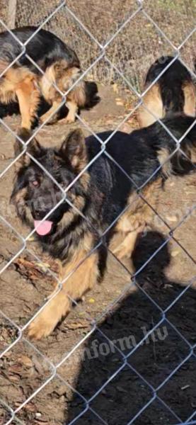 Németjuhász kutyák gazdát keresnek