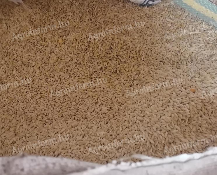 Őszi árpa, búza eladó