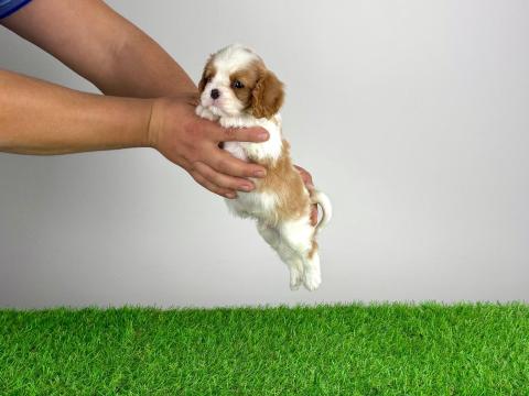 Törzskönyves Cavalier King Charles spániel kiskutya