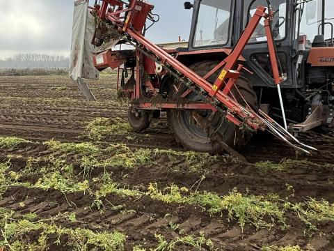 Simon P3S Sárgarépa betakarító gép Simon P3S Sárgarépa betakarító gép