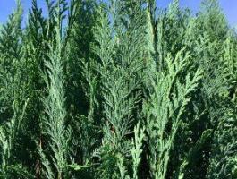 Cupressocyparis leylandii 'Blue Jeans' – Leyland-ciprus eladó