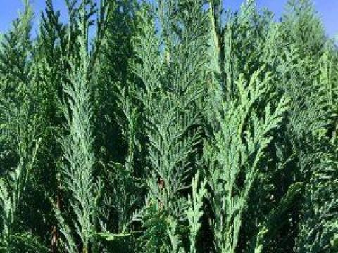 Cupressocyparis leylandii 'Blue Jeans' – Leyland-ciprus eladó Cupressocyparis leylandii 'Blue Jeans' – Leyland-ciprus eladó