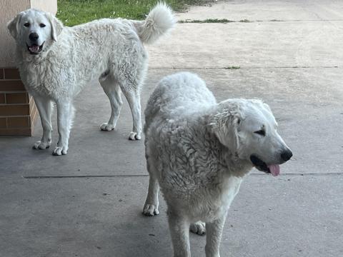 Kuvasz fajtára jellemző kiskutya ingyen elvihető, örökbe fogadható Kuvasz fajtára jellemző kiskutya ingyen elvihető, örökbe fogadható