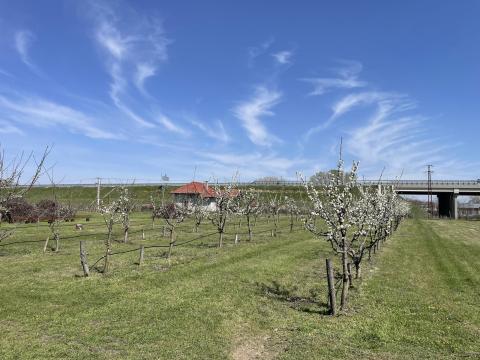 Eladó 2 ha vegyes gyümölcsös az M44-es lakiteleki lehajtója mellett