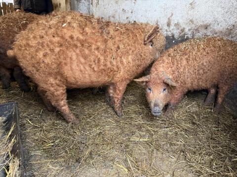 Mangalica törzstenyészetből vörös mangalica eladó