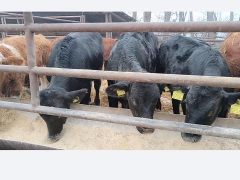 Egyéb húshasznú borjúk