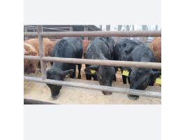 Egyéb húshasznú borjúk