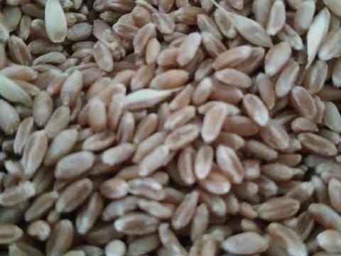 Búza eladó, 58 tonna malmi búza