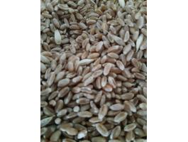 Búza eladó, 58 tonna malmi búza