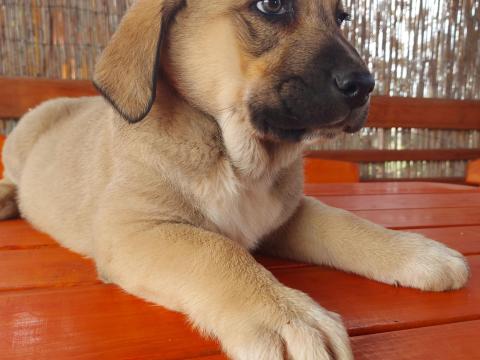 Közép-ázsiai juhászkutya fajtajellegű kiskutya gazdát keres