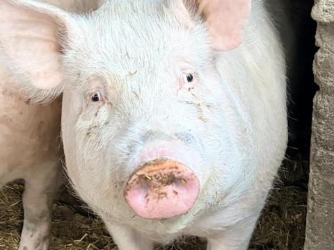 Házi sertés eladó