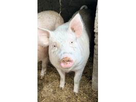Házi sertés eladó
