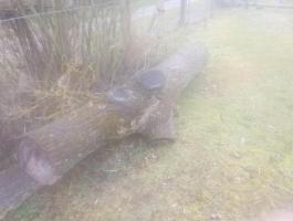 Fekete diófa rönk eladó