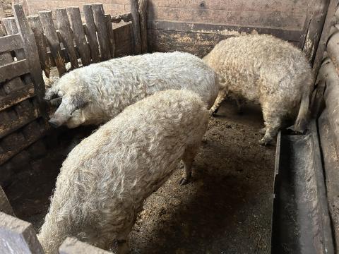 Eladó mangalica hízók és süldők