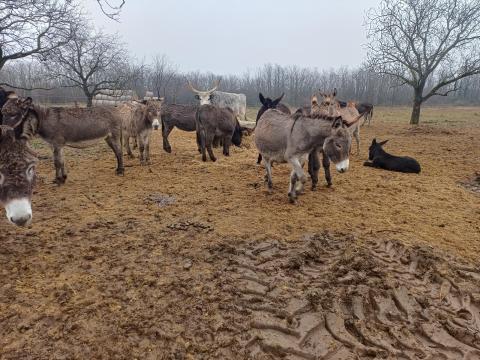 Törzskönyvezett parlagi szamarak