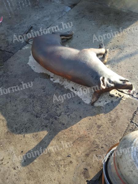 Bőrős perzselt félsertés eladó