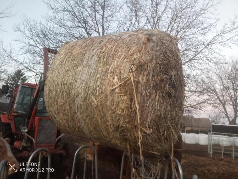 Szudánifű szenázs eladó Szudánifű szenázs eladó