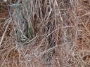 Eladó jó minőségű széna Vácszentlászlón