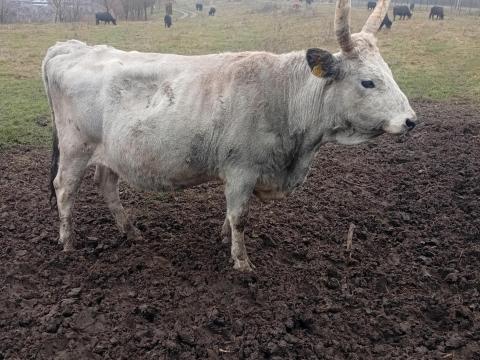 Vágó tehén eladó