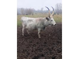 Vágó tehén eladó