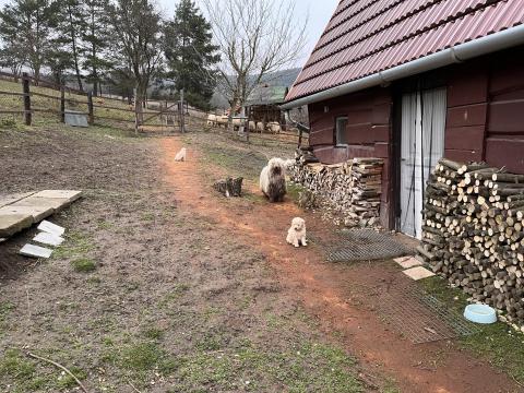 Fehér puli kiskutyák