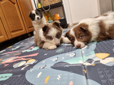 Border Collie kiskutyák  Zalaegerszegen