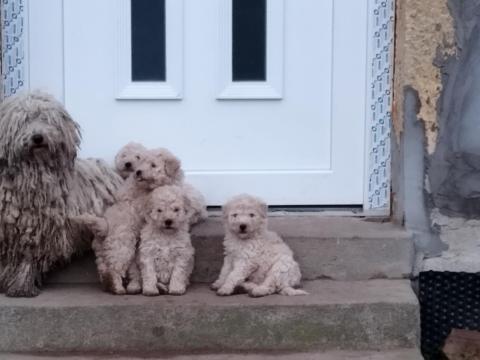 Ingyen elvihető fehér puli kiskutyák