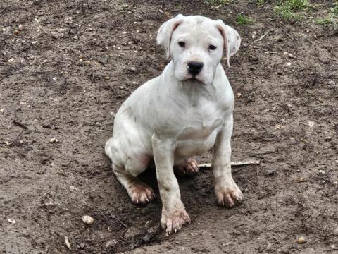 Törzskönyves argentin dog kölykök eladók