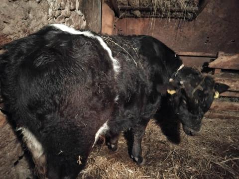 Féléves bikaborjúk limuzin apától eladók