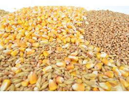 Kukorica és búza vegyes takarmány keverék kisebb-nagyobb tétel elérhető