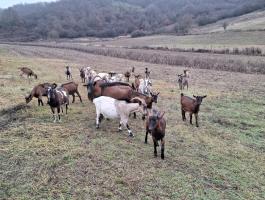 Regisztrált kecske eladó Nógrád vm