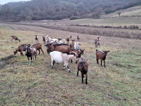 Regisztrált kecske eladó Nógrád vm