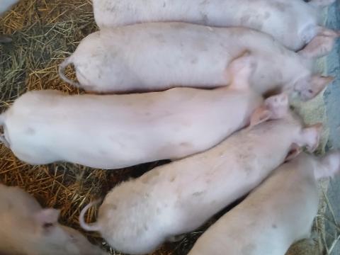 Malac,  süldö eladó