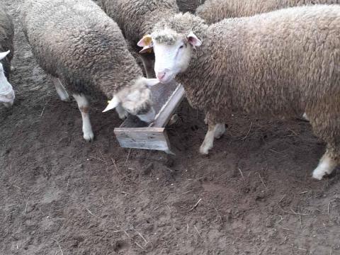 Ile de France tenyész kosok eladók