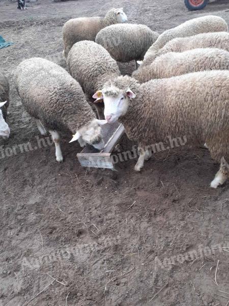 Ile de France tenyész kosok eladók