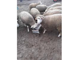 Ile de France tenyész kosok eladók