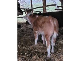 Borjak eladók – magyartarka bikaborjak, 3 és 4 hónapos